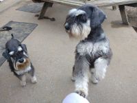 Miniature Schnauzer Puppies for sale in Toledo, OH, USA. price: NA