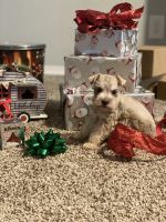 Miniature Schnauzer Puppies for sale in Atoka, OK 74525, USA. price: NA
