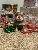 Miniature Schnauzer Puppies for sale in Atoka, OK 74525, USA. price: NA
