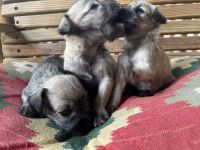 Miniature Schnauzer Puppies for sale in Nashville, TN, USA. price: NA