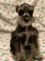 Miniature Schnauzer Puppies for sale in Miami, FL, USA. price: NA