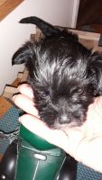 Miniature Schnauzer Puppies for sale in Cliffside, NC, USA. price: NA