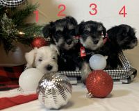 Miniature Schnauzer Puppies for sale in 114 Deer Trail Ln, Rocky Top, TN 37769, USA. price: NA