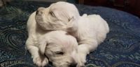 Miniature Schnauzer Puppies for sale in Snellville, GA 30078, USA. price: NA