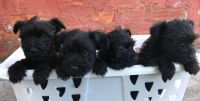 Miniature Schnauzer Puppies for sale in Hesperia, CA, USA. price: NA