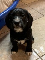 Miniature Schnauzer Puppies for sale in Junction City, OR 97448, USA. price: NA