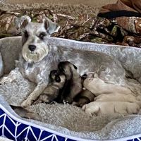 Miniature Schnauzer Puppies for sale in Omak, WA, USA. price: NA