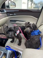 Miniature Schnauzer Puppies for sale in Willoughby, OH 44094, USA. price: NA