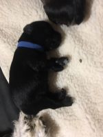 Miniature Schnauzer Puppies for sale in Lewisville, TX, USA. price: NA
