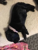 Miniature Schnauzer Puppies for sale in Lewisville, TX, USA. price: NA