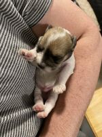 Miniature Schnauzer Puppies for sale in Atlanta, GA, USA. price: NA