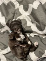 Miniature Schnauzer Puppies for sale in Glen Burnie, MD, USA. price: NA