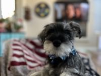 Miniature Schnauzer Puppies for sale in North Las Vegas, NV 89031, USA. price: NA
