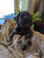 Miniature Schnauzer Puppies for sale in West Plains, MO 65775, USA. price: NA
