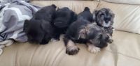 Miniature Schnauzer Puppies for sale in Allendale Charter Twp, MI, USA. price: NA
