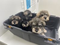 Miniature Schnauzer Puppies for sale in Sardinia, OH 45171, USA. price: NA