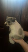 Miniature Schnauzer Puppies for sale in Splendora, TX, USA. price: NA
