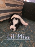 Miniature Schnauzer Puppies for sale in Coalgate, OK 74538, USA. price: NA