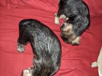 Miniature Schnauzer Puppies for sale in Ranburne, AL 36273, USA. price: NA