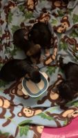 Miniature Schnauzer Puppies for sale in Nolensville, TN 37135, USA. price: NA