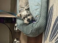 Miniature Schnauzer Puppies for sale in 9001 Kempwood Dr, Houston, TX 77080, USA. price: NA