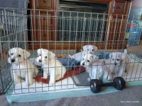 Miniature Schnauzer Puppies for sale in Morris Chapel, TN 38361, USA. price: NA