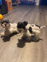 Miniature Schnauzer Puppies for sale in Visalia, CA, USA. price: NA