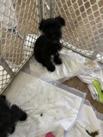Miniature Schnauzer Puppies for sale in Kissimmee, FL 34744, USA. price: NA