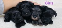 Miniature Schnauzer Puppies for sale in Vancouver, WA 98686, USA. price: NA