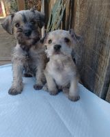Miniature Schnauzer Puppies for sale in Bakersfield, CA, USA. price: NA