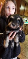 Miniature Schnauzer Puppies for sale in Elkhart, IN, USA. price: NA