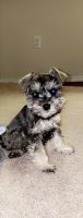 Miniature Schnauzer Puppies for sale in Phoenix, AZ, USA. price: NA
