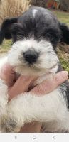 Miniature Schnauzer Puppies for sale in Portsmouth, OH 45662, USA. price: NA