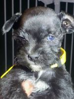Miniature Schnauzer Puppies for sale in Portsmouth, OH 45662, USA. price: NA