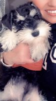 Miniature Schnauzer Puppies for sale in Knox, IN 46534, USA. price: NA