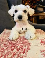 Miniature Schnauzer Puppies for sale in Catonsville, MD 21228, USA. price: NA