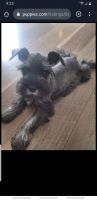 Miniature Schnauzer Puppies for sale in Connersville, IN 47331, USA. price: NA