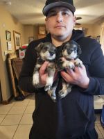 Miniature Schnauzer Puppies for sale in Phoenix, AZ 85023, USA. price: NA