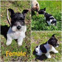 Miniature Schnauzer Puppies for sale in TX-236 Loop, Queen City, TX 75572, USA. price: NA