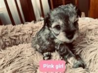 Miniature Schnauzer Puppies for sale in 3977 Myers St, Merryville, LA 70653, USA. price: NA