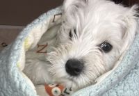 Miniature Schnauzer Puppies for sale in Waukegan, IL, USA. price: NA