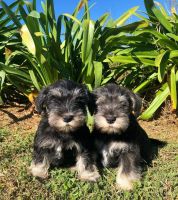 Miniature Schnauzer Puppies for sale in Allentown, PA, USA. price: NA