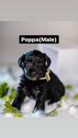 Miniature Schnauzer Puppies for sale in Plantation, FL, USA. price: NA