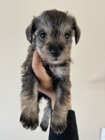 Miniature Schnauzer Puppies for sale in Mulberry, FL 33860, USA. price: NA