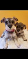 Miniature Schnauzer Puppies for sale in Houston, TX 77064, USA. price: NA