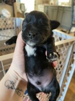 Miniature Schnauzer Puppies for sale in Lawsonville, NC 27016, USA. price: NA