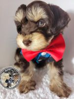 Miniature Schnauzer Puppies for sale in Brownsville, TX, USA. price: NA