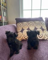 Miniature Schnauzer Puppies for sale in Hilton Head Island, SC, USA. price: NA