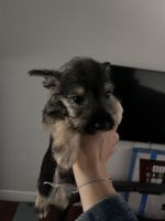 Miniature Schnauzer Puppies for sale in Cutler Bay, FL, USA. price: NA