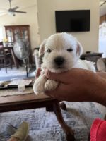 Miniature Schnauzer Puppies for sale in Moreno Valley, CA, USA. price: NA